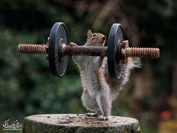 Zvířecí workout – Pořádna dávka od našich mazlíčků